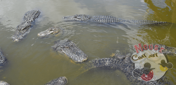 gatorland-mousechat-fl