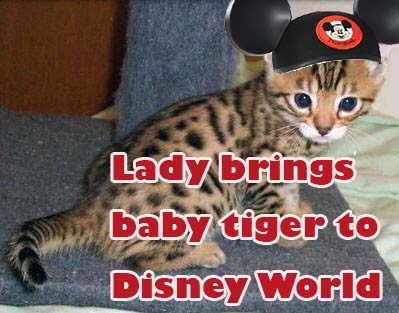 Lady brings baby Bengal Tiger to Walt Disney World