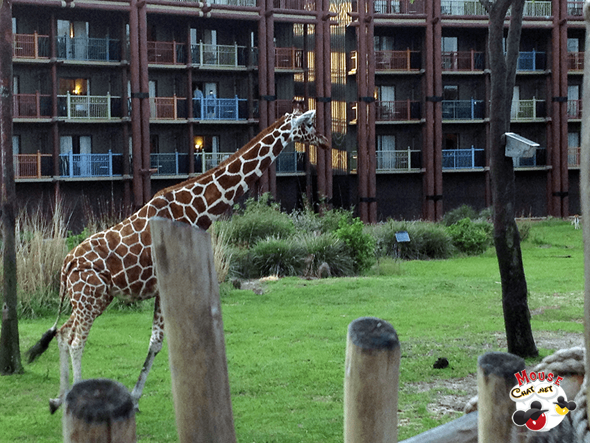 Animal Kingdom Lodge Review | Mouse Chat