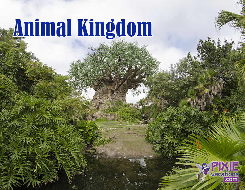 No Wait for these rides at Disney World Animal Kingdom - Disney World attractions with no wait